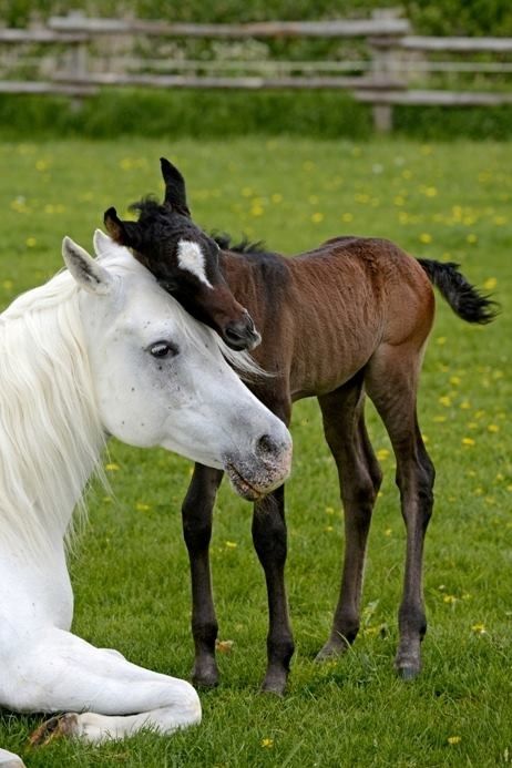 schattige paarden