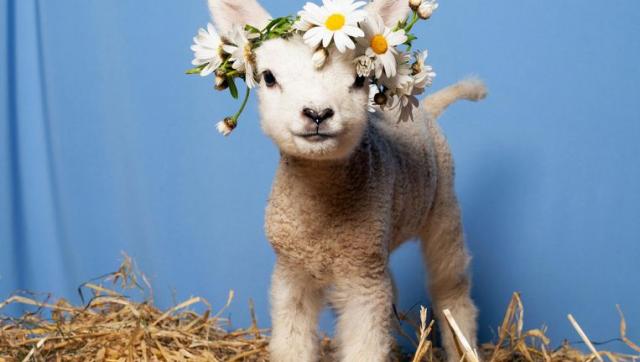 Lief.