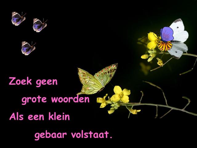 Zoek geen grote woo…