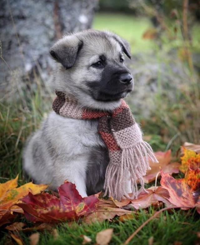 Hond in de herfst.