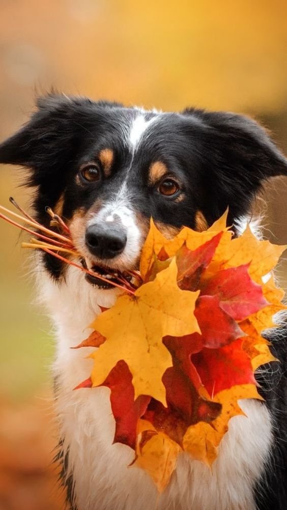 Hond in de herfst.